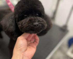 Šuniukų/ kačių grožio salonas, šunų kirpėja / My Sweet Puppy / Darbų pavyzdys ID 3134029
