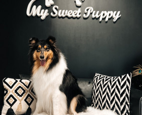 Šuniukų/ kačių grožio salonas, šunų kirpėja / My Sweet Puppy / Darbų pavyzdys ID 3134031