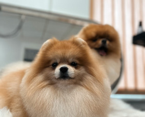 Šuniukų/ kačių grožio salonas, šunų kirpėja / My Sweet Puppy / Darbų pavyzdys ID 3134033