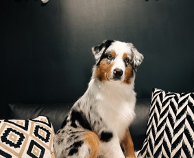 Šuniukų/ kačių grožio salonas, šunų kirpėja / My Sweet Puppy / Darbų pavyzdys ID 3134037