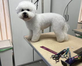Šuniukų/ kačių grožio salonas, šunų kirpėja / My Sweet Puppy / Darbų pavyzdys ID 3134041