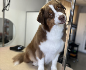 Šuniukų/ kačių grožio salonas, šunų kirpėja / My Sweet Puppy / Darbų pavyzdys ID 3134043