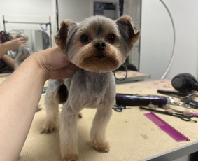 Šuniukų/ kačių grožio salonas, šunų kirpėja / My Sweet Puppy / Darbų pavyzdys ID 3134045