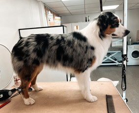 Šuniukų/ kačių grožio salonas, šunų kirpėja / My Sweet Puppy / Darbų pavyzdys ID 3134047