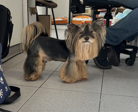 Šuniukų/ kačių grožio salonas, šunų kirpėja / My Sweet Puppy / Darbų pavyzdys ID 3134049