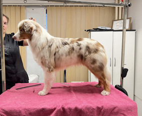 Šuniukų/ kačių grožio salonas, šunų kirpėja / My Sweet Puppy / Darbų pavyzdys ID 3134053