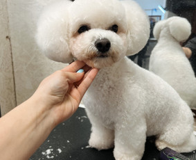 Šuniukų/ kačių grožio salonas, šunų kirpėja / My Sweet Puppy / Darbų pavyzdys ID 3134057