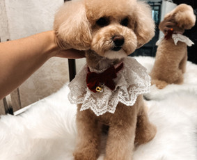 Šuniukų/ kačių grožio salonas, šunų kirpėja / My Sweet Puppy / Darbų pavyzdys ID 3134059
