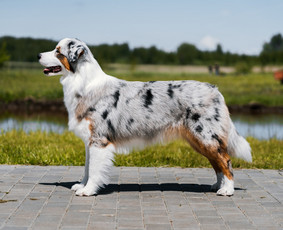 Šuniukų/ kačių grožio salonas, šunų kirpėja / My Sweet Puppy / Darbų pavyzdys ID 3134061