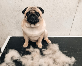 Šuniukų/ kačių grožio salonas, šunų kirpėja / My Sweet Puppy / Darbų pavyzdys ID 3134063