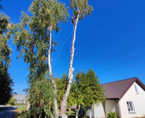 Avarinių medžių pjovimas/ žolės pjovimas. / Arboristas Egidijus / Darbų pavyzdys ID 3135221