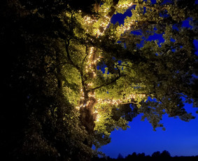 Avarinių medžių pjovimas/ žolės pjovimas. / Arboristas Egidijus / Darbų pavyzdys ID 3135225