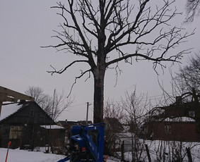 Pavojingų medžių pjovimas, aplinkos tvarkymas - Avarinių medžių pjovimas - 1 Avarinių medžių pjovimas - Pavojingų medžių pjovimas, aplinkos tvarkymas - 1