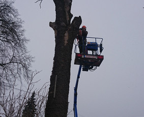 Pavojingų medžių pjovimas, aplinkos tvarkymas - Avarinių medžių pjovimas - 2 Avarinių medžių pjovimas - Pavojingų medžių pjovimas, aplinkos tvarkymas - 2