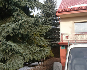 Eglės kirtimas šalia gyvenamojo namo bei malkinės.