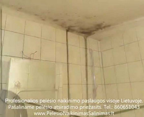 Pelėsio ir medžio grybo "Trobagrybio" naikinimas, šalinimas / PelėsioNaikinimasSalinimas.lt / Darbų pavyzdys ID 3144733