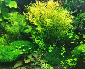 Akvariumų ir baseinų įžuvinimas, apželdinimas bei priežiūra - Akvariumų specialistai - 4 Akvariumų specialistai - Akvariumų ir baseinų įžuvinimas, apželdinimas bei priežiūra - 4