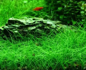 Akvariumų ir baseinų įžuvinimas, apželdinimas bei priežiūra - Akvariumų specialistai - 3 Akvariumų specialistai - Akvariumų ir baseinų įžuvinimas, apželdinimas bei priežiūra - 3