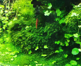 Akvariumų ir baseinų įžuvinimas, apželdinimas bei priežiūra - Akvariumų specialistai - 2 Akvariumų specialistai - Akvariumų ir baseinų įžuvinimas, apželdinimas bei priežiūra - 2