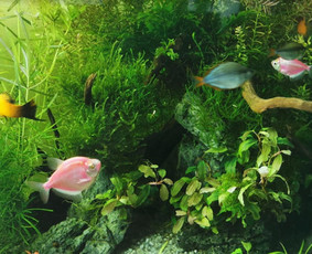 Akvariumų ir baseinų įžuvinimas, apželdinimas bei priežiūra - Akvariumų specialistai - 1 Akvariumų specialistai - Akvariumų ir baseinų įžuvinimas, apželdinimas bei priežiūra - 1
