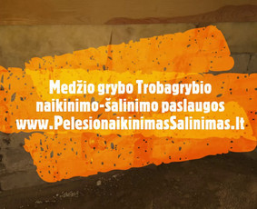 Pelėsio ir medžio grybo "Trobagrybio" naikinimas, šalinimas / PelėsioNaikinimasSalinimas.lt / Darbų pavyzdys ID 3150055