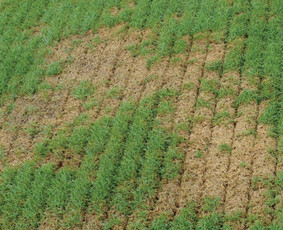 Vejos aeravimas - Vejos įrengimas,sėjimas,atnaujinimas,priežiūra! - 2