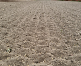 Žemės frezavimas - Vejos įrengimas,sėjimas,atnaujinimas,priežiūra! - 1