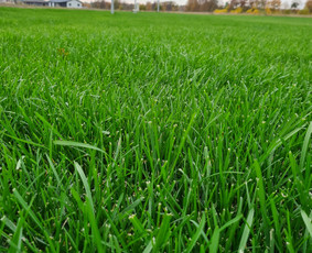 Pievų šienavimas - Vejos įrengimas,sėjimas,atnaujinimas,priežiūra! - 1