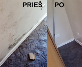 Pelėsio ir medžio grybo "Trobagrybio" naikinimas, šalinimas / PelėsioNaikinimasSalinimas.lt / Darbų pavyzdys ID 3174637