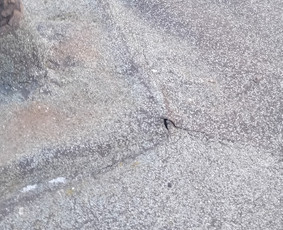 Stogu dengimas bitumine prilydoma danga,karkasas,fasadai. / Sergejus / Darbų pavyzdys ID 3175627