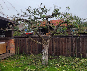 Vejos įrengimas,gėlynų projektavimas, įrengimas - Vaismedžių sodinimas ir priežiūra - 4 Vaismedžių sodinimas ir priežiūra - Vejos įrengimas,gėlynų projektavimas, įrengimas - 4