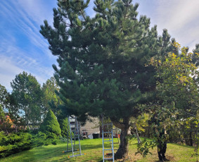 Vejos įrengimas,gėlynų projektavimas, įrengimas - Vaismedžių sodinimas ir priežiūra - 2 Vaismedžių sodinimas ir priežiūra - Vejos įrengimas,gėlynų projektavimas, įrengimas - 2