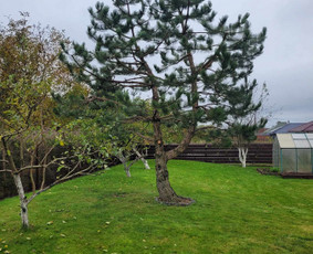 Vejos įrengimas,gėlynų projektavimas, įrengimas - Vaismedžių sodinimas ir priežiūra - 3 Vaismedžių sodinimas ir priežiūra - Vejos įrengimas,gėlynų projektavimas, įrengimas - 3