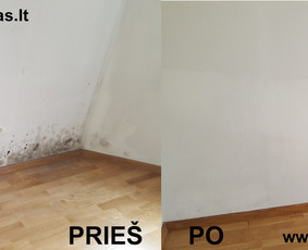 Pelėsio ir medžio grybo "Trobagrybio" naikinimas, šalinimas / PelėsioNaikinimasSalinimas.lt / Darbų pavyzdys ID 3178825