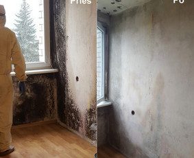 Pelėsio ir medžio grybo "Trobagrybio" naikinimas, šalinimas - Pelėsio naikinimo paslaugos - 2 Pelėsio naikinimo paslaugos - Pelėsio ir medžio grybo "Trobagrybio" naikinimas, šalinimas - 2