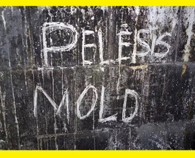 Pelėsio ir medžio grybo "Trobagrybio" naikinimas, šalinimas / PelėsioNaikinimasSalinimas.lt / Darbų pavyzdys ID 3179393