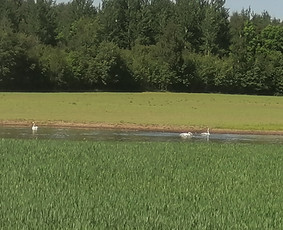 Drenažas. Melioracija. Lietus. Kanalizacija.el. Žemes darbai / Zilva / Darbų pavyzdys ID 3183735