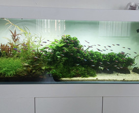 Akvariumų gamyba / Artūras Skirmontas / Darbų pavyzdys ID 3189573