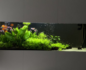 Akvariumų gamyba - Akvariumų priežiūra - 2 Akvariumų priežiūra - Akvariumų gamyba - 2