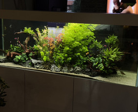 Akvariumų gamyba - Akvariumų priežiūra - 3 Akvariumų priežiūra - Akvariumų gamyba - 3