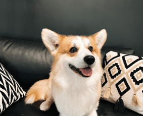 Šuniukų/ kačių grožio salonas, šunų kirpėja / My Sweet Puppy / Darbų pavyzdys ID 3190719