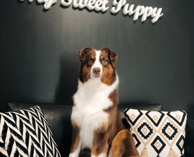Šuniukų/ kačių grožio salonas, šunų kirpėja / My Sweet Puppy / Darbų pavyzdys ID 3190721