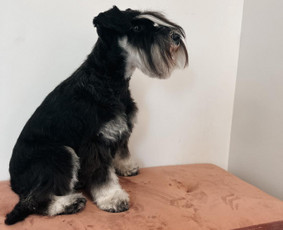Šuniukų/ kačių grožio salonas, šunų kirpėja / My Sweet Puppy / Darbų pavyzdys ID 3190723