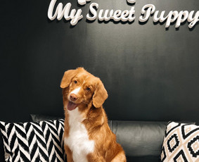 Šuniukų/ kačių grožio salonas, šunų kirpėja / My Sweet Puppy / Darbų pavyzdys ID 3190725