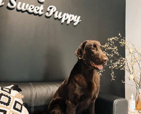 Šuniukų/ kačių grožio salonas, šunų kirpėja / My Sweet Puppy / Darbų pavyzdys ID 3190727