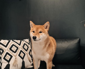 Šuniukų/ kačių grožio salonas, šunų kirpėja / My Sweet Puppy / Darbų pavyzdys ID 3190729