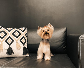 Šuniukų/ kačių grožio salonas, šunų kirpėja / My Sweet Puppy / Darbų pavyzdys ID 3190731