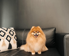 Šuniukų/ kačių grožio salonas, šunų kirpėja / My Sweet Puppy / Darbų pavyzdys ID 3190733