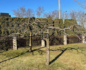 Medžių genėjimas, purškimas, gyvatvorių karpymas, sodo priež / Justas Kubilius / Darbų pavyzdys ID 3196560