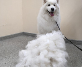 Šunų ir kačių kailio priežiūra - Šunų kirpykla - 2